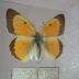 Orange Sulphur (Butterfly) - Will Minor Collection