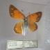 Mead's Sulphur (Butterfly) - Will Minor Collection