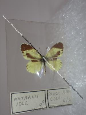 Dainty Sulphur (Butterfly) - Will Minor Collection