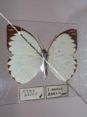 Great Southern White (Butterfly) - Will Minor Collection