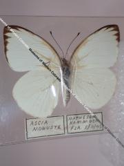 Great Southern White (Butterfly) - Will Minor Collection