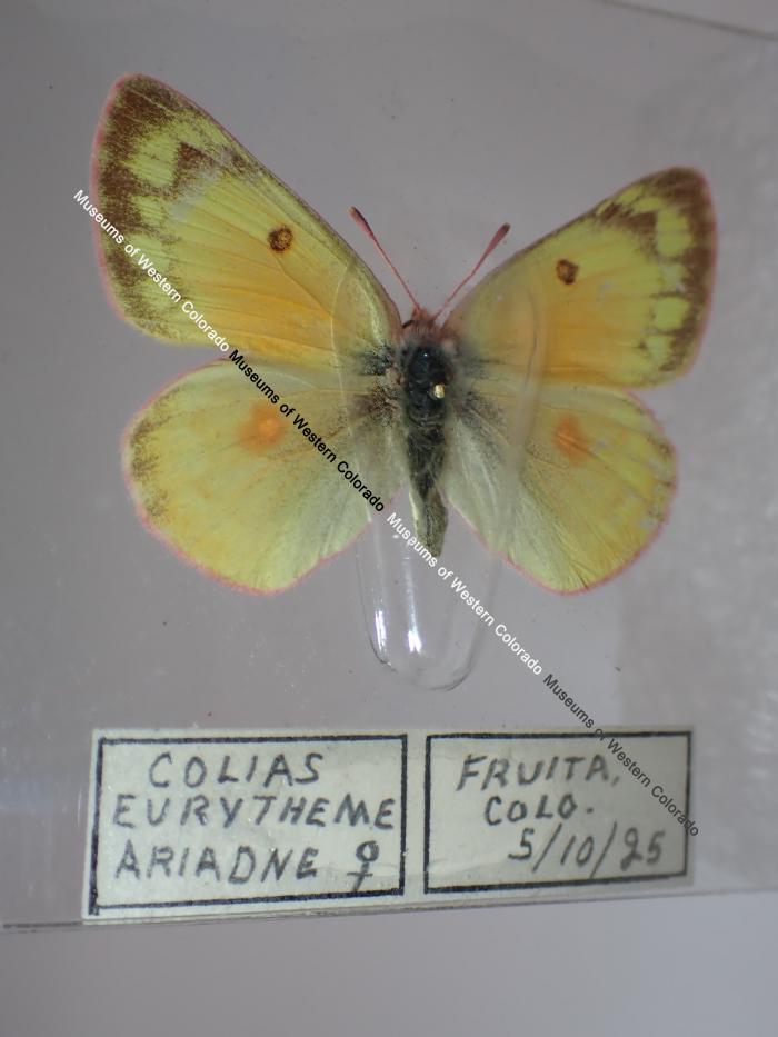 Orange Sulphur (Butterfly) - Will Minor Collection