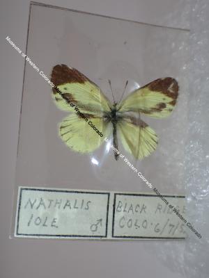 Dainty Sulphur (Butterfly) - Will Minor Collection