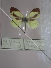 Dainty Sulphur (Butterfly) - Will Minor Collection