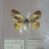 Dainty Sulphur (Butterfly) - Will Minor Collection