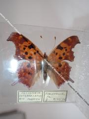 Question Mark (Butterfly) - Will Minor Collection