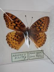 Northwestern Fritillary (Butterfly) - Will Minor Collection