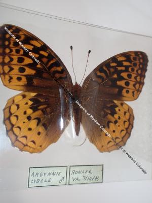 Great Spangled Fritillary (Butterfly) - Will Minor Collection