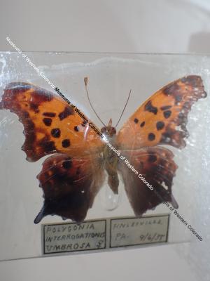 Question Mark (Butterfly) - Will Minor Collection