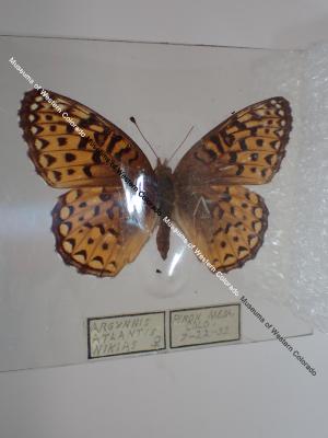 Northwestern Fritillary (Butterfly) - Will Minor Collection