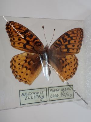 Northwestern Fritillary (Butterfly) - Will Minor Collection