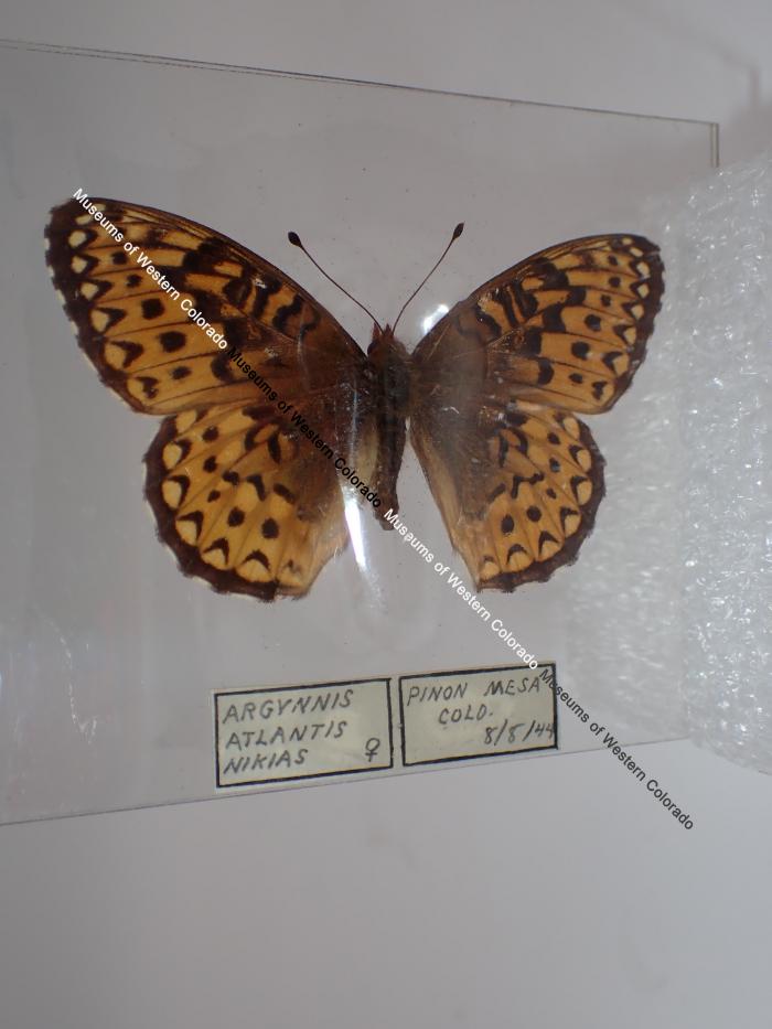 Northwestern Fritillary (Butterfly) - Will Minor Collection