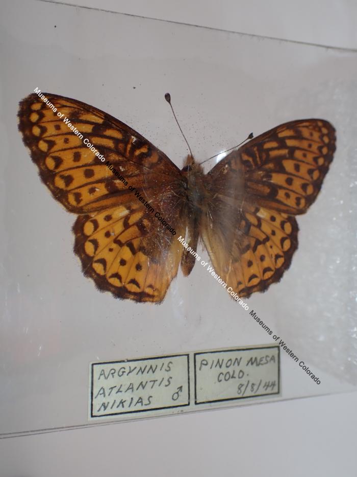 Northwestern Fritillary (Butterfly) - Will Minor Collection