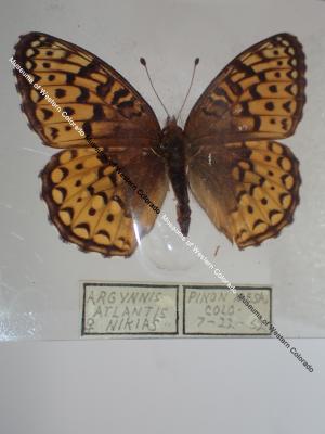 Northwestern Fritillary (Butterfly) - Will Minor Collection