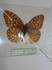 Coronis Fritillary (Butterfly) - Will Minor Collection