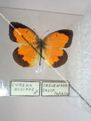 Sleepy Orange (Butterfly) - Will Minor Collection