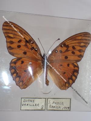 Gulf Fritillary (Butterfly) - Will Minor Collection