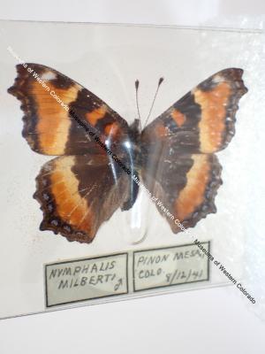 Milbert's Tortoiseshell (Butterfly) - Will Minor Collection