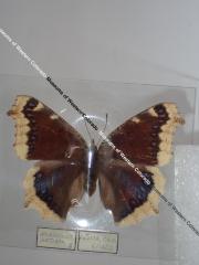 Mourning Cloak (Butterfly) - Will Minor Collection