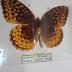 Great Spangled Fritillary (Butterfly) - Will Minor Collection