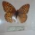 Coronis Fritillary (Butterfly) - Will Minor Collection