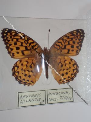 Atlantis Fritillary (Butterfly) - Will Minor Collection