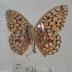 Coronis Fritillary (Butterfly) - Will Minor Collection