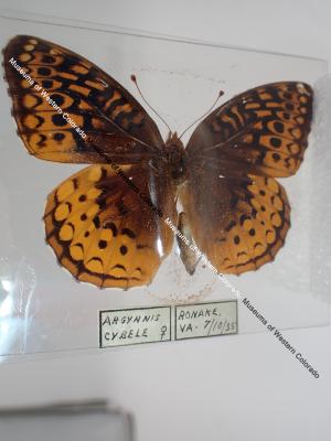 Great Spangled Fritillary (Butterfly) - Will Minor Collection