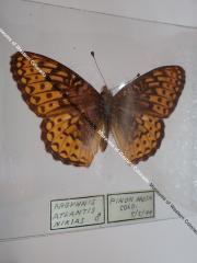 Northwestern Fritillary (Butterfly) - Will Minor Collection