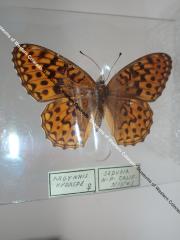 Hydaspe Fritillary (Butterfly) - Will Minor Collection