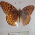 Northwestern Fritillary (Butterfly) - Will Minor Collection