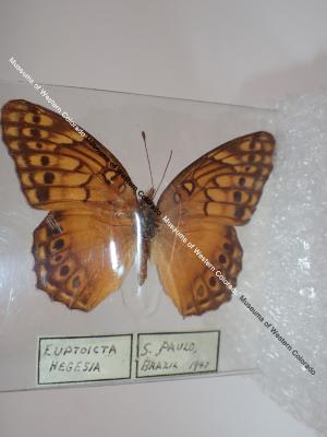 Mexican Fritillary (Butterfly) - Will Minor Collection