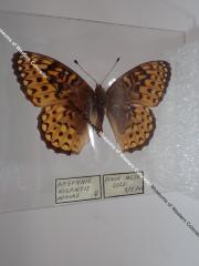 Northwestern Fritillary (Butterfly) - Will Minor Collection