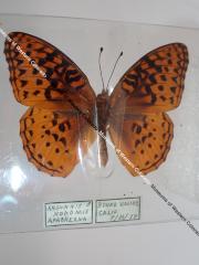 Apache Fritillary (Butterfly) - Will Minor Collection