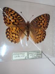 Coronis Fritillary (Butterfly) - Will Minor Collection