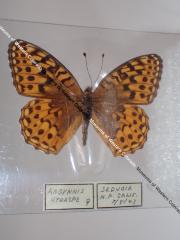 Hydaspe Fritillary (Butterfly) - Will Minor Collection