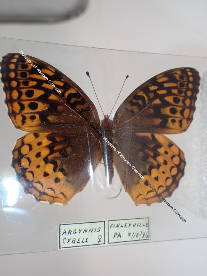 Great Spangled Fritillary (Butterfly) - Will Minor Collection