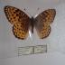 Northwestern Fritillary (Butterfly) - Will Minor Collection