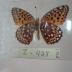 Atlantis Fritillary (Butterfly) - Will Minor Collection