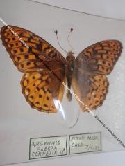 Northwestern Fritillary (Butterfly) - Will Minor Collection