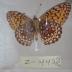 Northwestern Fritillary (Butterfly) - Will Minor Collection