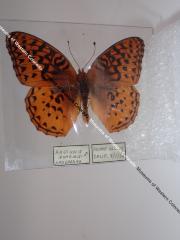 Apache Fritillary (Butterfly) - Will Minor Collection