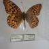 Callippe Fritillary (Butterfly) - Will Minor Collection