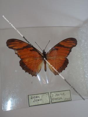 Juno Silverspot (Butterfly) - Will Minor Collection