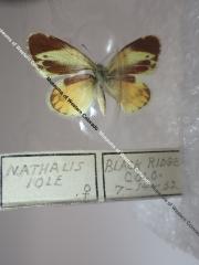 Dainty Sulphur (Butterfly) - Will Minor Collection