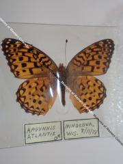 Atlantis Fritillary (Butterfly) - Will Minor Collection