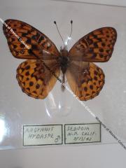 Hydaspe Fritillary (Butterfly) - Will Minor Collection