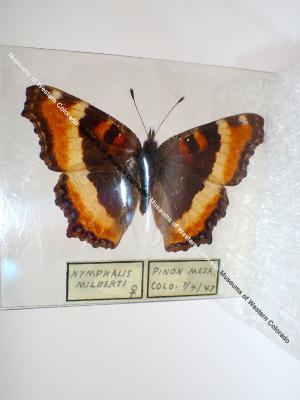 Milbert's Tortoiseshell (Butterfly) - Will Minor Collection