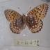 Northwestern Fritillary (Butterfly) - Will Minor Collection