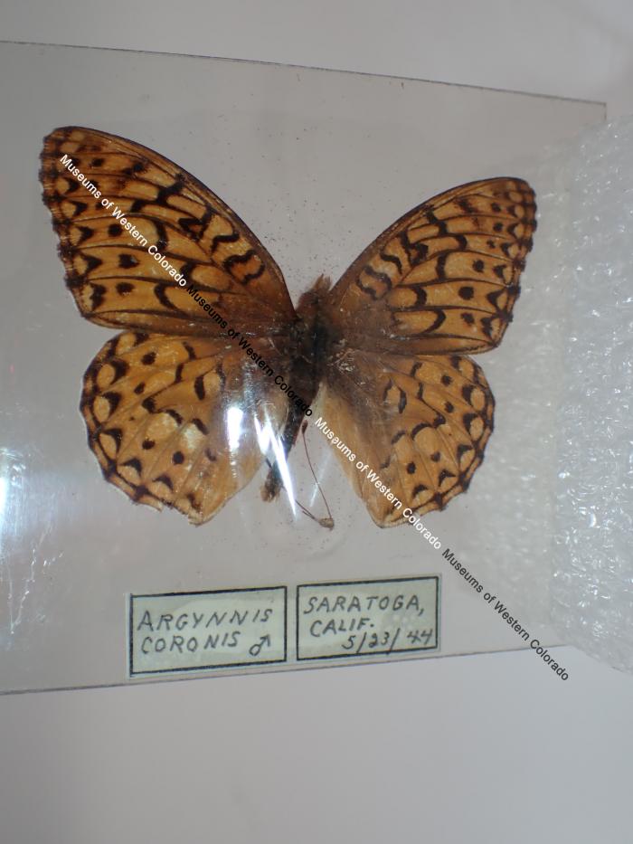 Coronis Fritillary (Butterfly) - Will Minor Collection